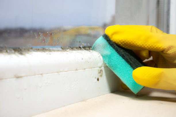 Best Crawl Space Mold Removal  in Monticello, LA