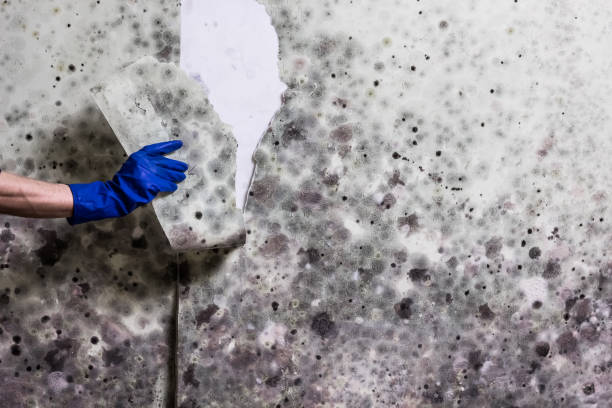Best Commercial Mold Removal  in Monticello, LA