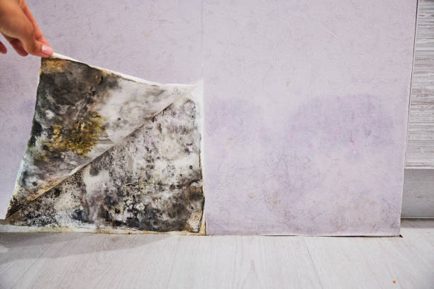 Best Office Mold Removal Services  in Monticello, LA